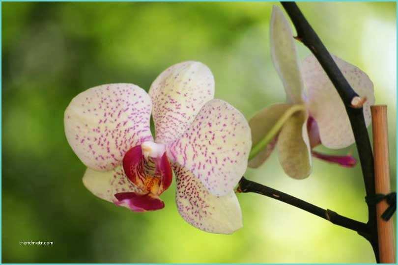 Orchide Comment S En Occuper Ment S Occuper D Une orchidée