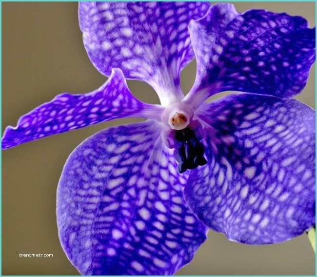 Orchide Comment S En Occuper Ment S Occuper De son orchidée De Fleur Une