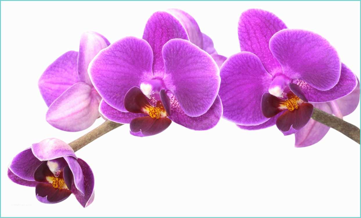 Orchide Comment S En Occuper Stickers orchidée Pas Cher