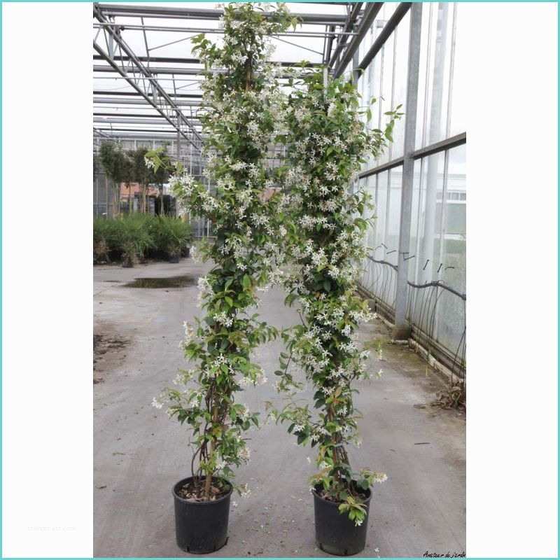 Ou Planter Un Jasmin Jasmin étoilé Ou Trachelospermum Jasminoides Pot 10l 175