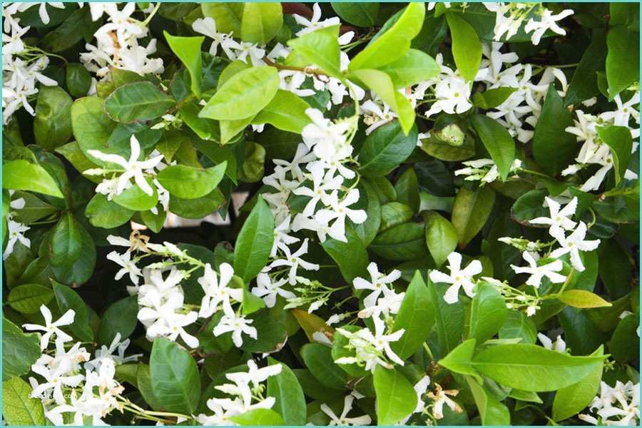 Ou Planter Un Jasmin Trachelospermum Jasminoides by the Gardening Blog