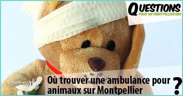 Ou Trouver Lit Escamotable Montpellier Où Trouver Une Ambulance Pour Animaux Sur Montpellier
