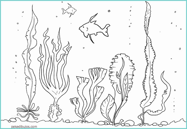 Paesaggio sottomarino Disegno Dibujos De Algas Marinas Para Colorear