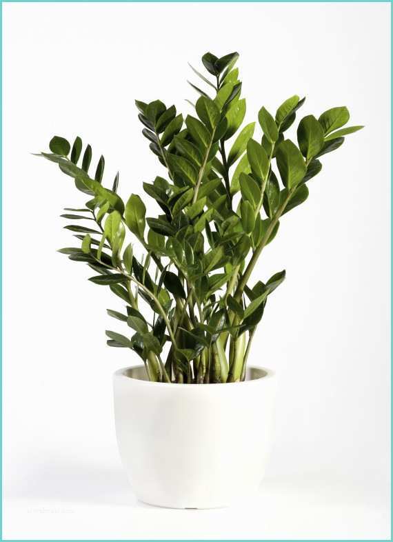 Piante Da Interno Ikea Ces Plantes D Intérieur Robustes Que Vous Pouvez Offrir à