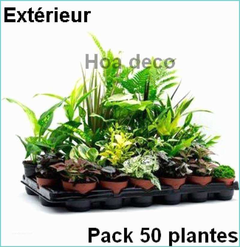 Piedestal Plante Pas Cher Lot De 50 Plantes Pour Mur Végétal Extérieur