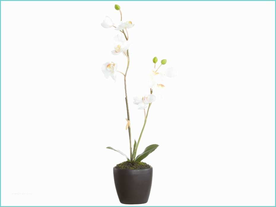 Piedestal Plante Pas Cher Plante Artificielle Pas Cher Haut De Gamme Fleur orchidée