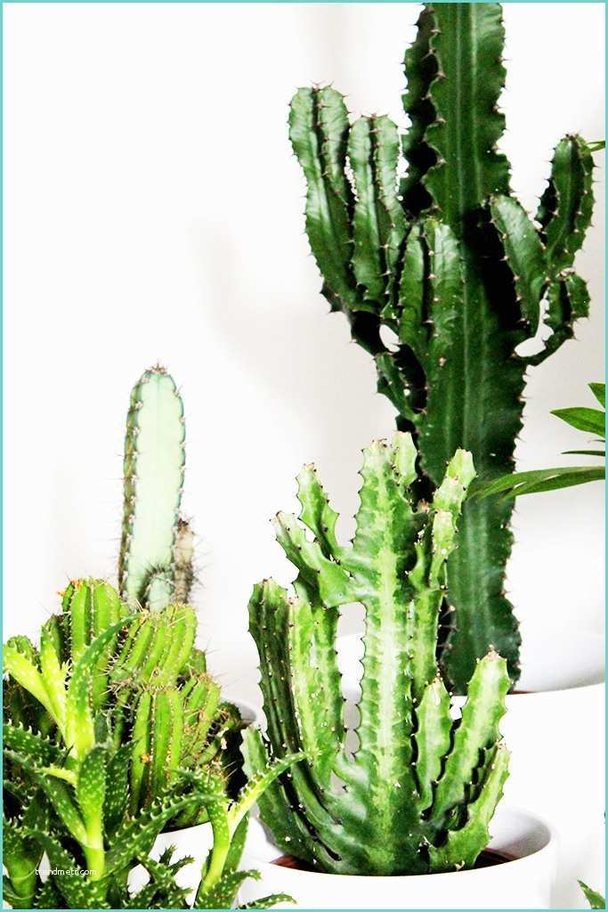 Piedestal Plante Pas Cher Plante Cactus Pas Cher