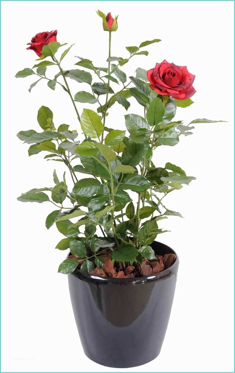 Piedestal Plante Pas Cher Rosier Royal Rouge