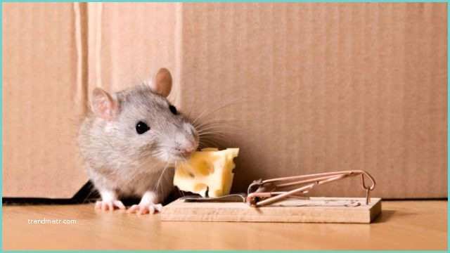 Pige souris Fait Maison astuces Pour Faire Fuir Les souris Pratique