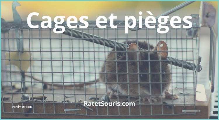 Pige souris Fait Maison Cage Et Piège Pour attraper Les souris Et Les Rats Vivants