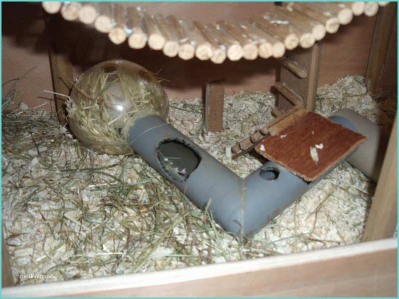 Pige souris Fait Maison Cage "fabrication Maison"