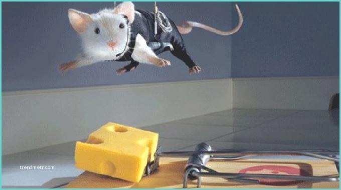Pige souris Fait Maison Voici Ment Fabriquer Un Piège à souris Efficace Sans