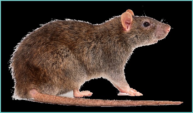 Piges souris Rat Gris Rat D’égout Du Québec Description
