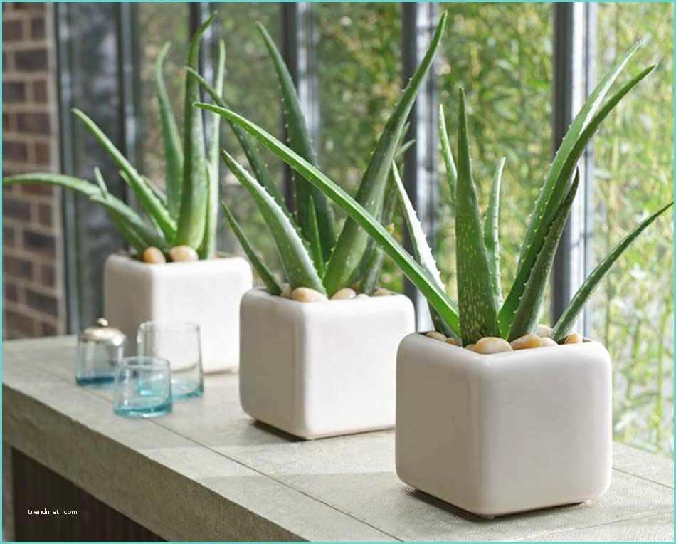 Plante D Intrieur Design 5 Plantes D’intérieur Pour Décorer La Chambre à Coucher Et