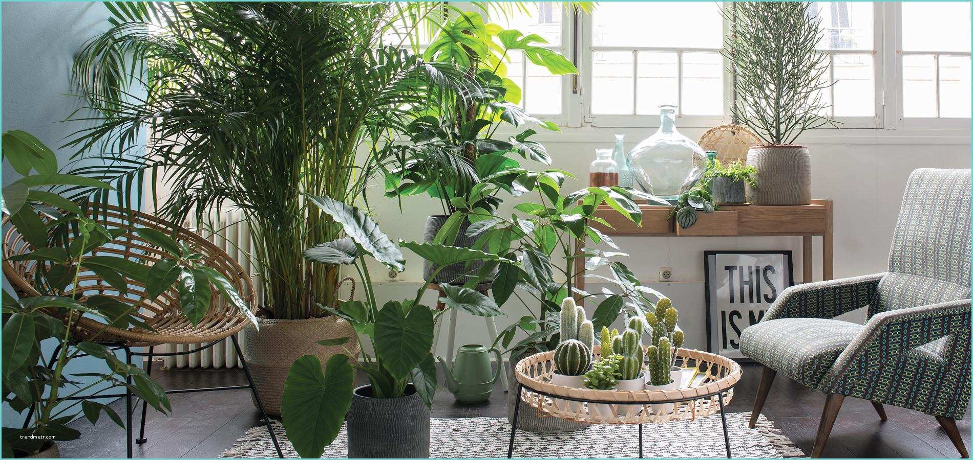 Plante D Intrieur Design Bien Choisir Ses Plantes D’intérieur Quand On N’a Pas La