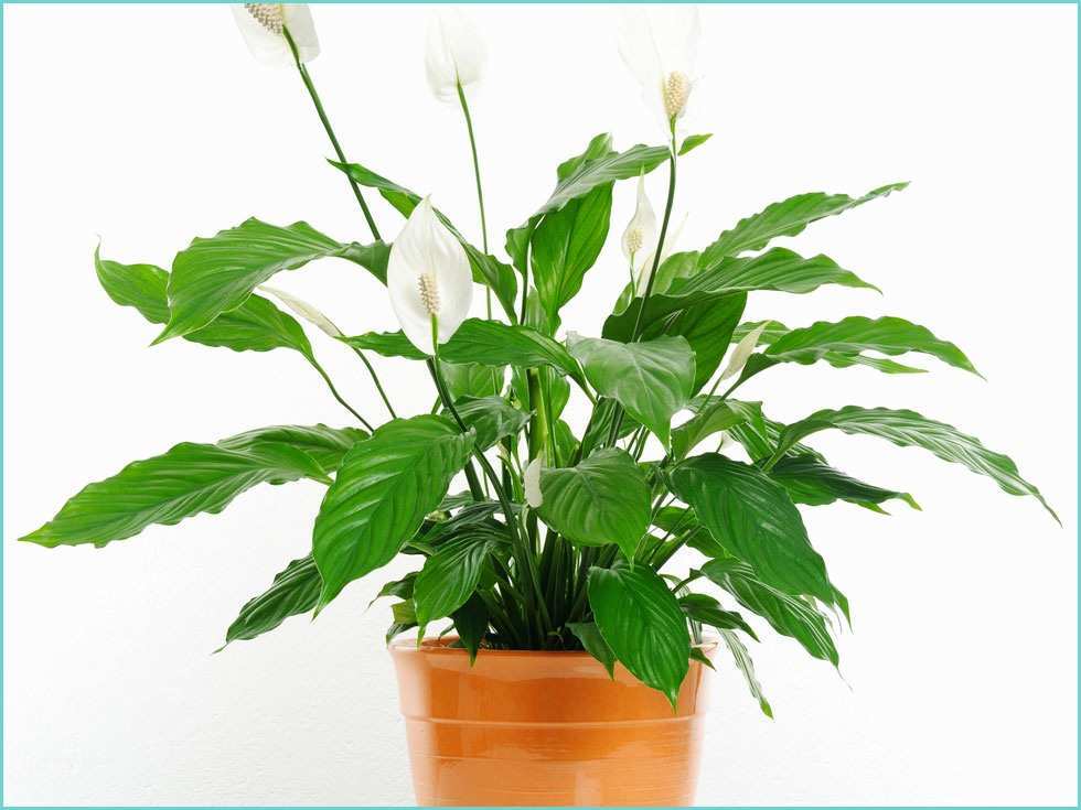 Plante D Intrieur Design Les 7 Meilleures Plantes D Intérieur Pour La Santé