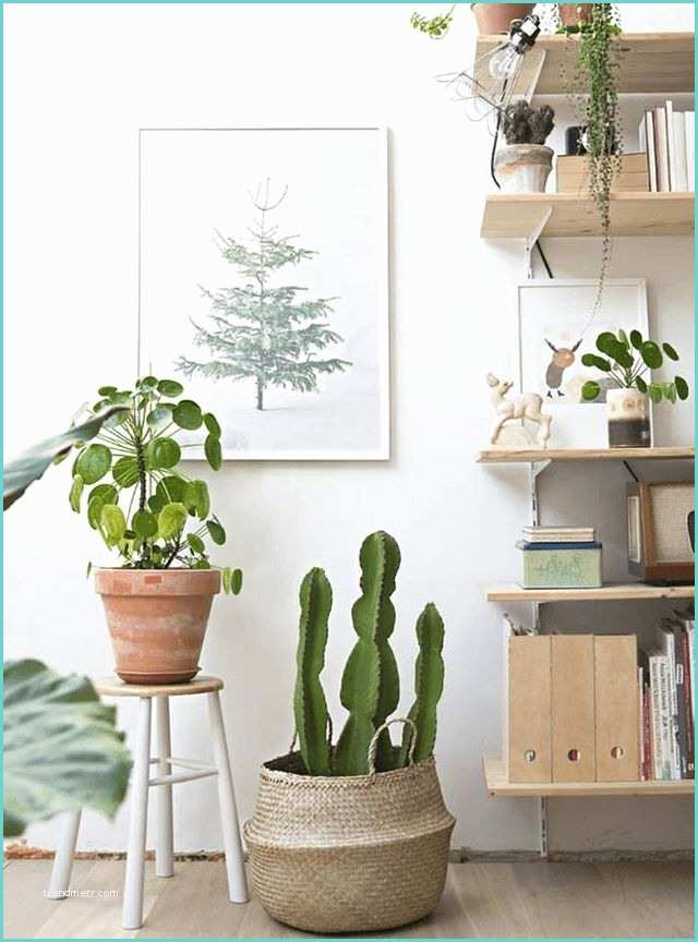 Plante D Intrieur Design Plante Intérieur Cactus Déco Et Tendance Côté Maison