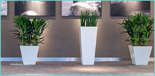 Plante D Intrieur Design Plantes D Interieur Salon L atelier Des Fleurs