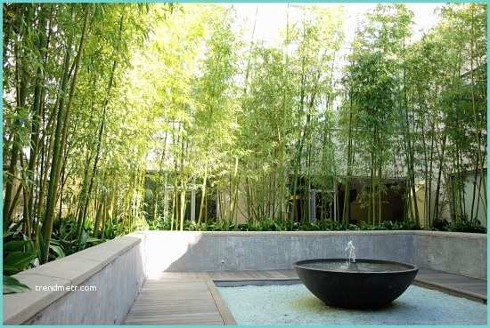 Planter Des Bambous En Jardinire 61 Ideen Für Bambus Im Garten Als Sichtschutz Oder Deko