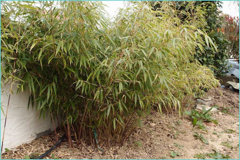 Planter Des Bambous En Jardinire Bambou Fargesia Planter Et Bouturer – Ooreka