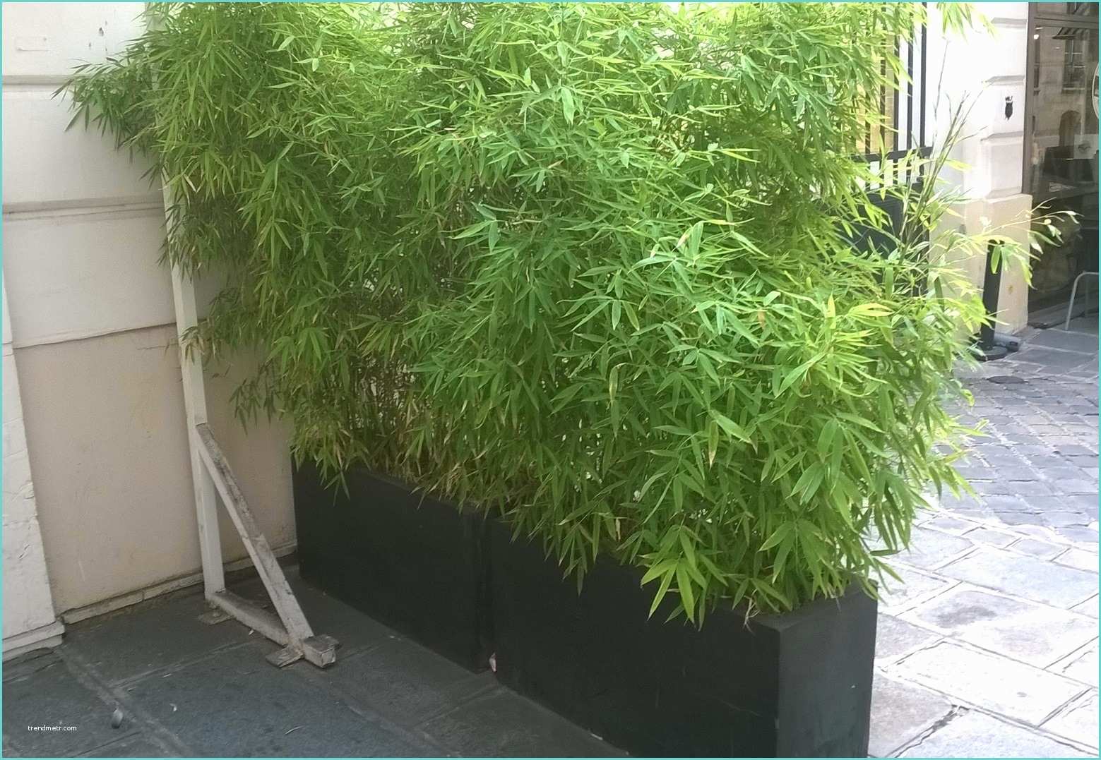 Planter Des Bambous En Jardinire Espace Ilyatoo