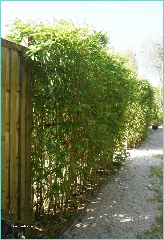 Planter Des Bambous En Jardinire Haie Bambous Terrasse