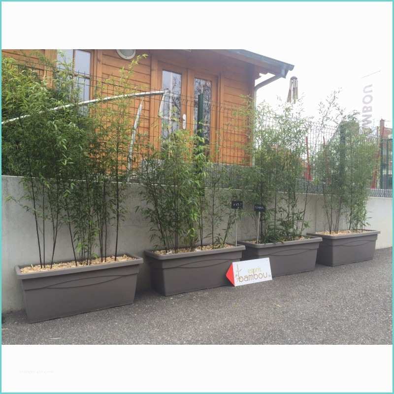 Planter Des Bambous En Jardinire Jardinière Prêt à Poser Avec Bambous Au Choix