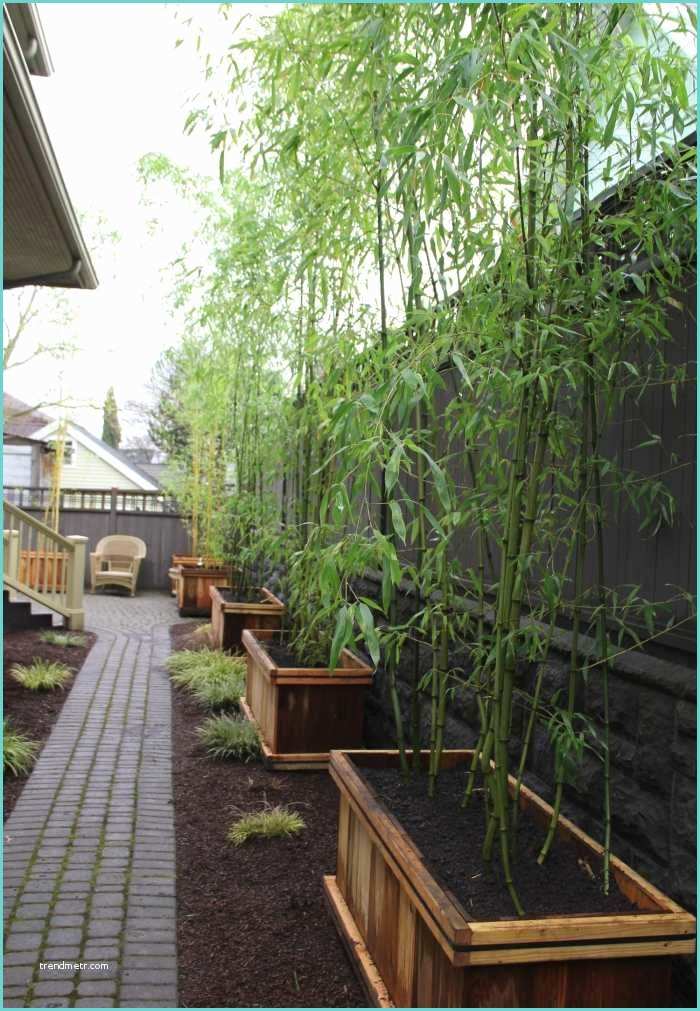 Planter Des Bambous En Jardinire Les 25 Meilleures Idées De La Catégorie Haie Bambou Sur