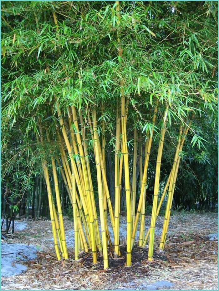 Planter Des Bambous En Jardinire Ment Planter Des Bambous Dans son Jardin Archzine