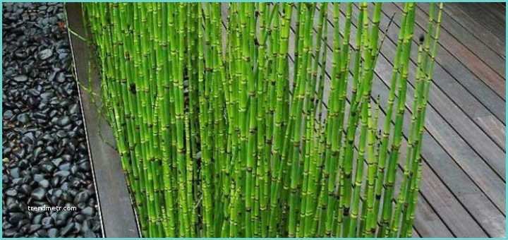 Planter Des Bambous En Jardinire Ment Planter Des Bambous Dans Une Jardinière Pivoine Etc