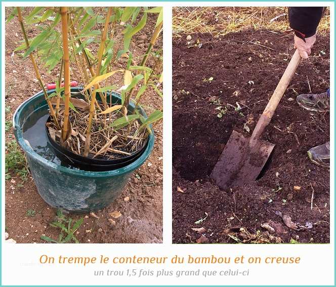 Planter Des Bambous En Jardinire Planter Des Bambous En Jardinire Amazing Plantation Duune