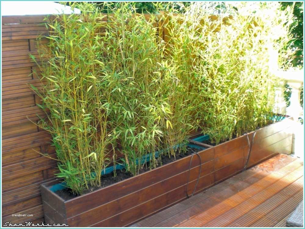 Planter Des Bambous En Jardinire Shamwerks Terrasse Project Terrasse Project Bacs à