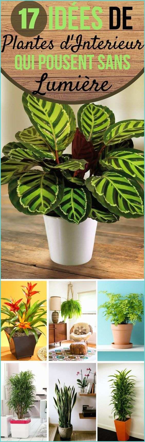 Plantes De Bureau Sans soleil Best 25 Balconies Ideas On Pinterest