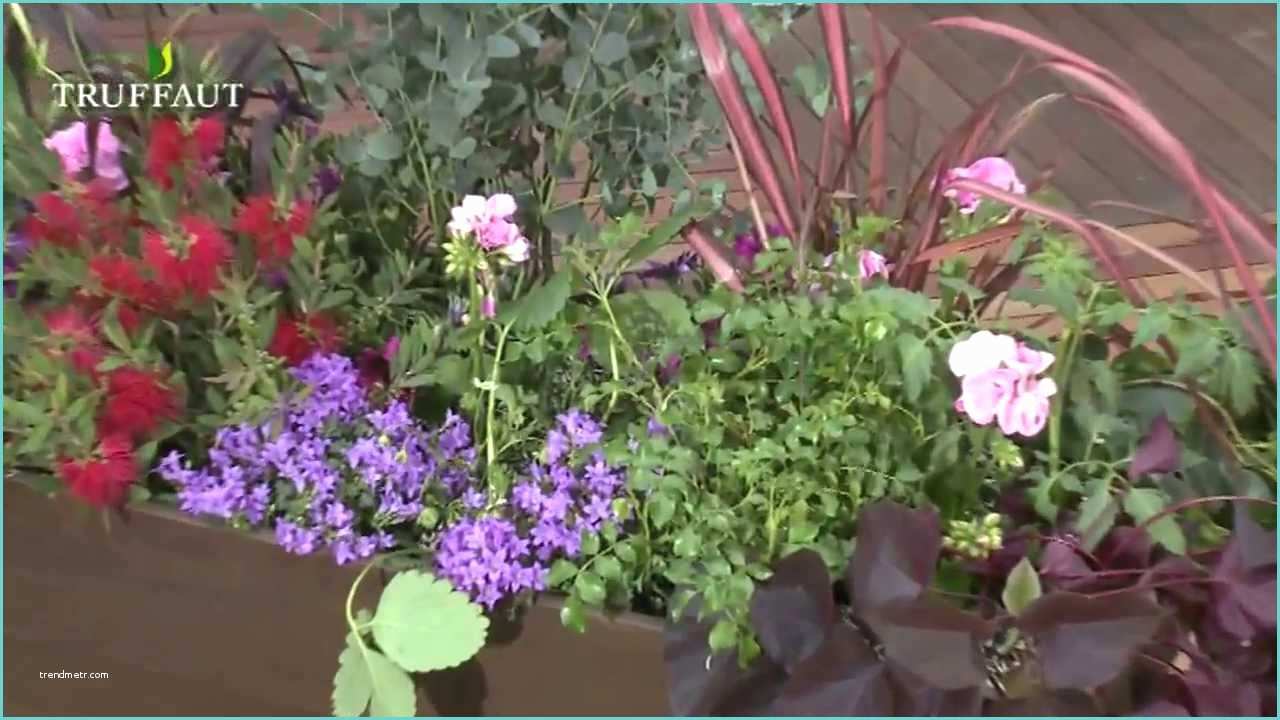 Plantes De Bureau Sans soleil Idée De Jardinière Pour Balcon Ensoleillé Plantes De
