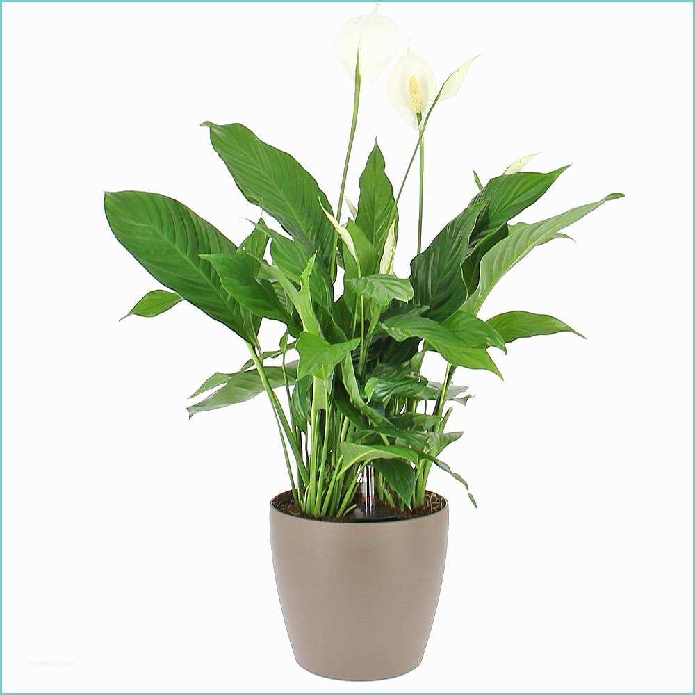 Plantes De Bureau Sans soleil Livraison Spathiphyllum En Bac à Réserve D Eau Plante De