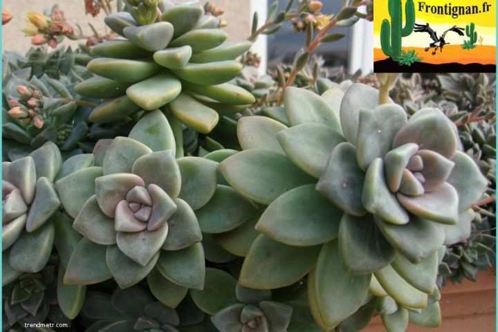 Plantes De Bureau Sans soleil Terreau Spécifique Pour Le Rénovateur Pelouse En Lot De 70