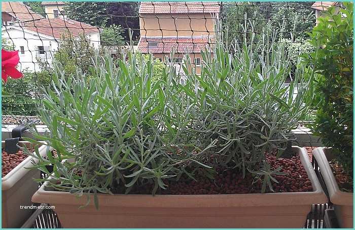 Plantes Pour Terrasse Ensoleille Quelle Plante Mettre Sur Un Balcon En Plein soleil