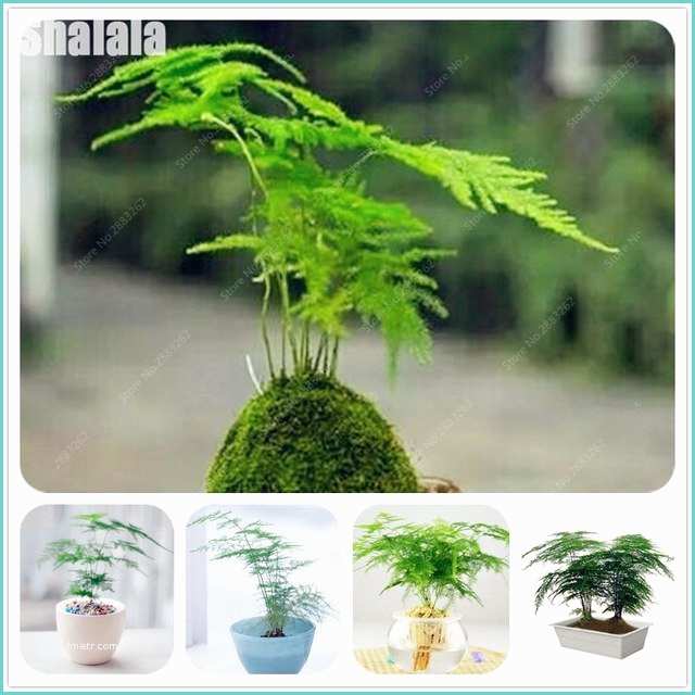 Portes Plantes Intrieur Bambou En Pot Intrieur Jardinire Spcial Intrieur with