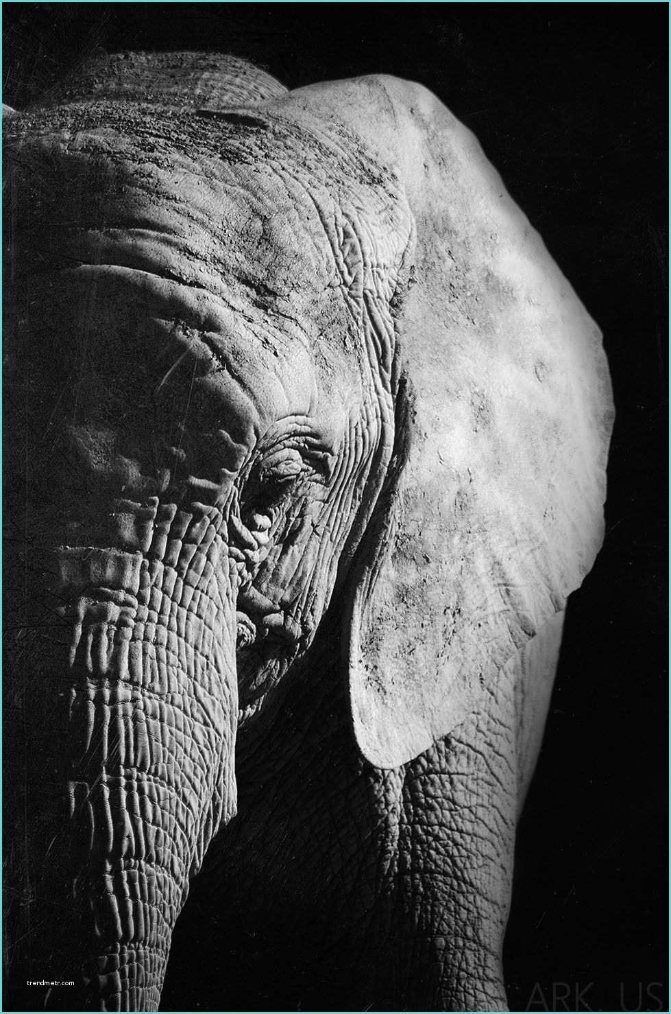 Poster Noir Et Blanc Poster Portrait D éléphant En Noir Et Blanc 30x45cm