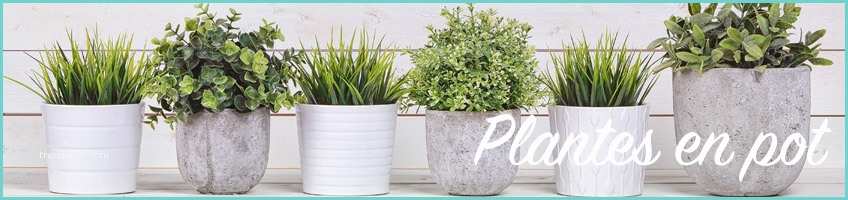 Pot Pour Plante Dintrieur Achat Plantes En Pot Plante D Intérieur Pour La Maison
