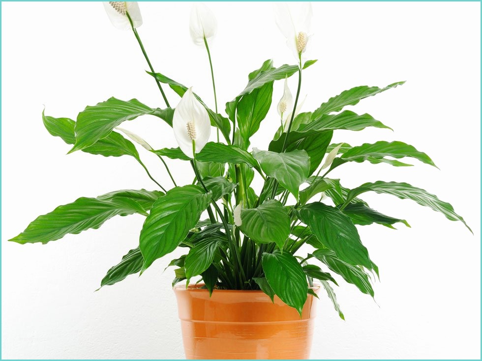 Pot Pour Plante Dintrieur Les 7 Meilleures Plantes D Intérieur Pour La Santé