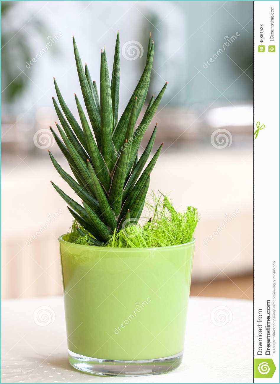 Pot Pour Plante Dintrieur Petite Plante D Intérieur Dans Un Pot De Fleur Vert Clair