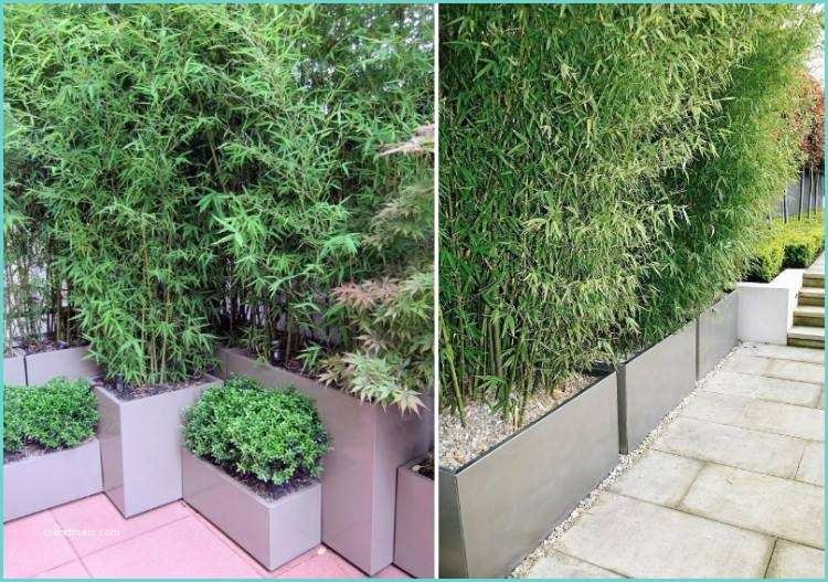Pot Terrasse Design Pas Cher Bambou En Pot Pas Cher Great Bambou with Bambou En Pot