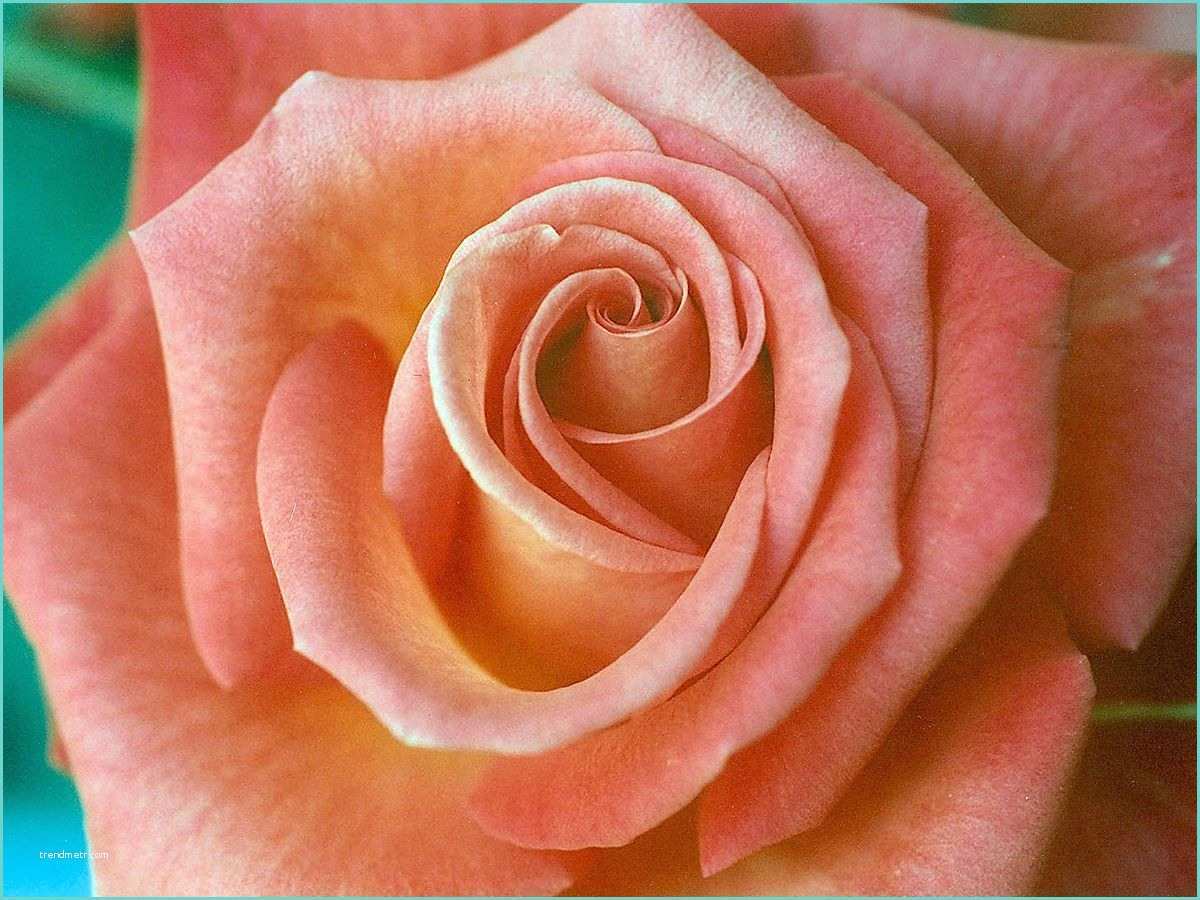 Rose De Bois Couleur Saumon Couleur — Wikipédia