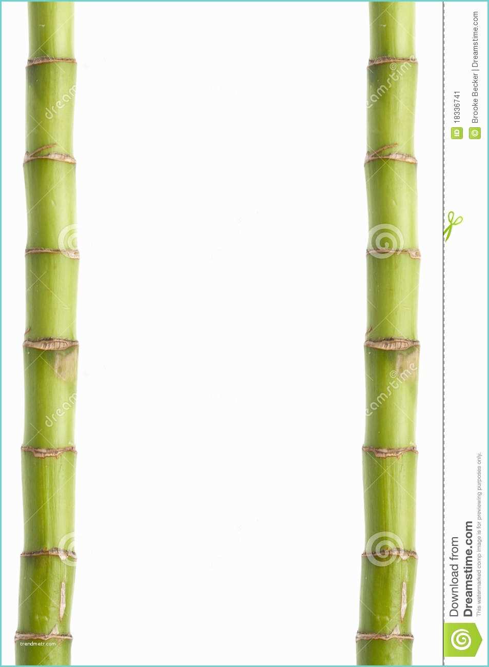 Tige De Bambou Naturel Cadre Ou Fond En Bambou Frais De Tige Image Stock Image