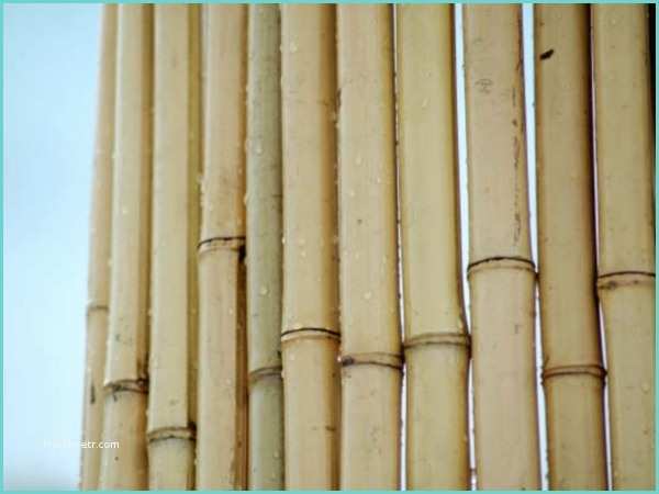 Tige De Bambou Naturel Pergola En Bambou Pergola