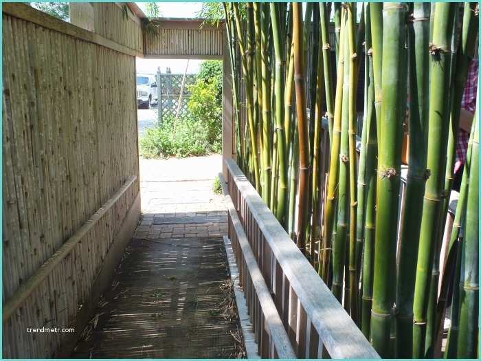 plantes jardin bambou fascinant
