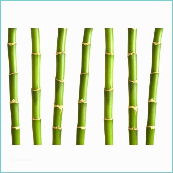 Tige De Bambou Naturel Tige Bambou Pivoine Etc