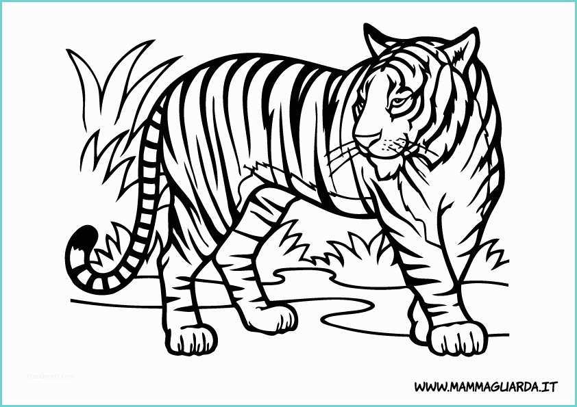 Tigre Da Colorare Per Bambini Animali Tigri Az Colorare