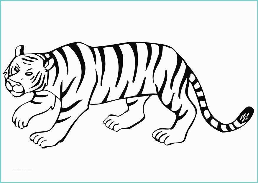 Tigre Da Colorare Per Bambini Dibujo Para Colorear Tigre Img